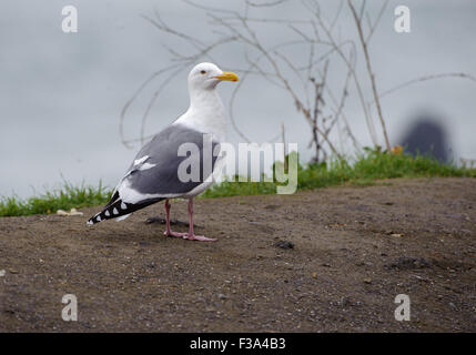 Western Gull (Larus occidentalis) - son plumage d'adulte, Bodega Point , Californie, USA Banque D'Images