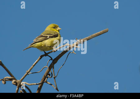 Chardonneret jaune (Carduelis tristis) femmes perché dans l'arbre, Healdsburg, California, USA Banque D'Images