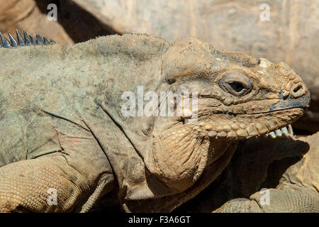 Iguane rhinocéros, cyclura cornuta portrait de profil Banque D'Images