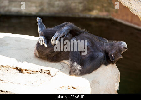 Chimpanzee dormir sur le bord d'un rocher au bord de la rivière Banque D'Images