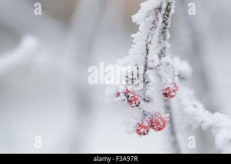 Rowan berries couverte de givre Banque D'Images