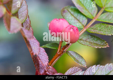 Nain chinois, sorbier Sorbus reducta, petits fruits. En culture. Banque D'Images