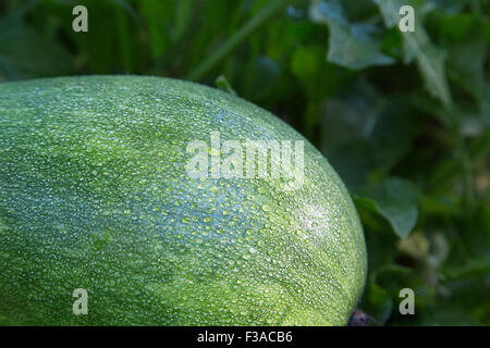 Les courgettes avec de grandes gouttes de rosée dans l'herbe Banque D'Images