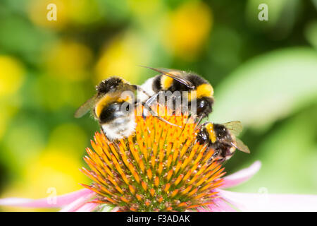 Trois bourdons sur les fleurs d'une fleur d'échinacée Banque D'Images