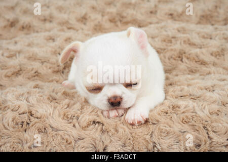 Chiot blanc de Chihuahua dort sur le tapis beige Banque D'Images