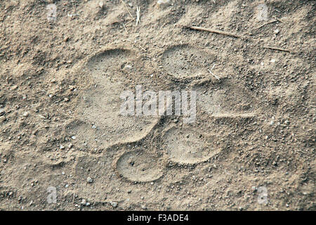 L'Empreinte du tigre dans le sable. Parc national de Kanha, Madhya Pradesh, Inde Banque D'Images