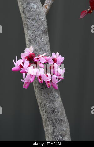 Fleurs de Cercis canadensis ou également connu sous le nom de Forest Pansy Banque D'Images