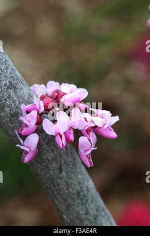 Fleurs de Cercis canadensis ou également connu sous le nom de Forest Pansy Banque D'Images