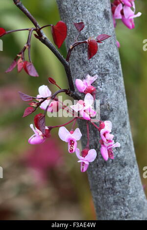 Cercis canadensis ou également connu sous le nom de Forest Pansy Banque D'Images