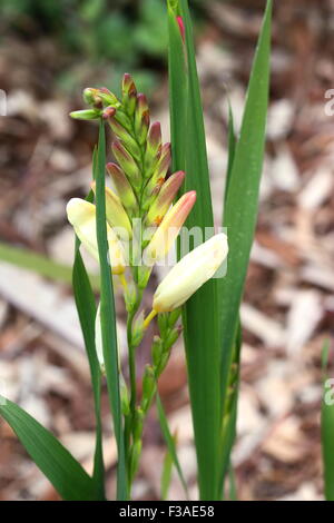 Ixia boutons jaune Banque D'Images