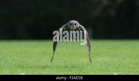 La Chouette hulotte est un hibou originaire d'Angleterre, Pays de Galles et l'Ecosse a un anneau de plumes sombre autour de son visage avec des yeux sombres. Banque D'Images