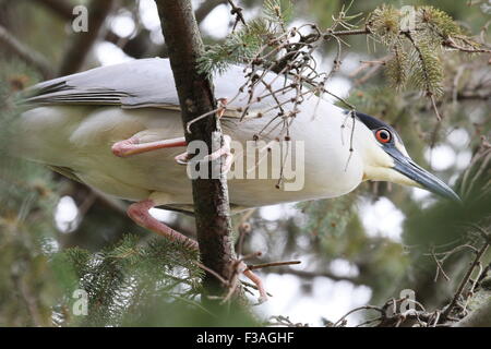 Héron cendré dans un arbre. Banque D'Images