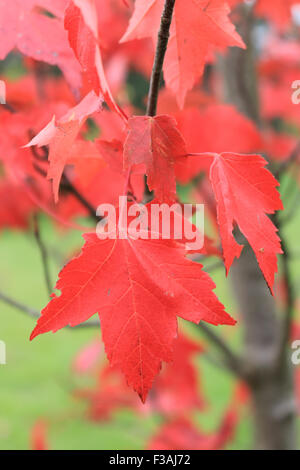 Wisley Gardens, Surrey, UK. 4e octobre 2015. Les feuilles rouges d'un arbre acer contre l'herbe vert vif fournir un fabuleux exemple de la magnifique couleurs de l'automne à RHS Wisley Gardens, Surrey, UK. Credit : Julia Gavin UK/Alamy Live News Banque D'Images