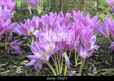 Wisley Gardens, Surrey, UK. 4e octobre 2015. Le Colchicum autumnale, communément connu sous le nom de crocus d'automne, est une plante vivace et une plante à fleurs automne populaire. Cette variété est de plus en plus pourpre sous un arbre à RHS Wisley Gardens, Surrey, UK. Credit : Julia Gavin UK/Alamy Live News Banque D'Images