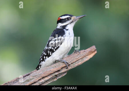 Un mâle Pic chevelu (Picoides villosus) perché sur une branche Banque D'Images