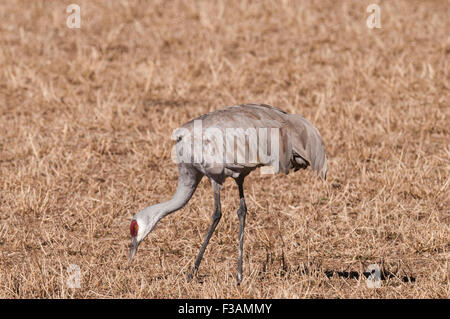 Des profils de Grues du Canada (Grus canadensis) une nourriture grains récoltés sur un terrain à la halte migratoire NWR Bosque del Apache, le C Banque D'Images