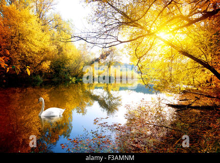 Cygne sur la rivière en forêt d'automne Banque D'Images