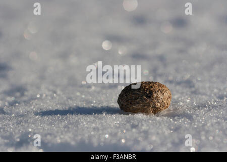 Hare poo sur la neige. Banque D'Images