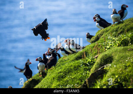 Les Macareux moines sur les falaises Banque D'Images