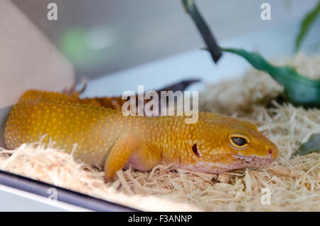 Un étrange lézard orange jaune allongé sur son aquarium Banque D'Images