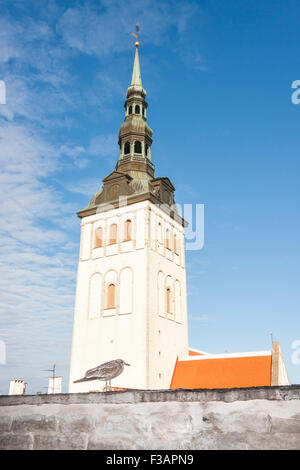Mouette debout sur un mur en face de l'église Saint-Nicolas dans la vieille ville de Tallinn, Estonie Banque D'Images