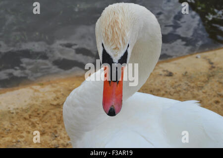 Cygne muet, Cygnus olor, Abbotsbury Swannery, Dorset. UK Banque D'Images