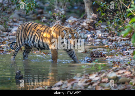 Sous des profils tigre du Bengale rôdant à Jim Corbett National Park, Inde. ( Panthera tigris ) Banque D'Images