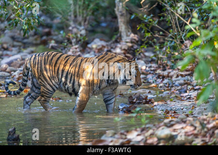 Sous des profils tigre du Bengale rôdant à Jim Corbett National Park, Inde. ( Panthera tigris ) Banque D'Images