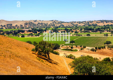 Vue paysage de la vigne dans la région de coeur FOXEN Canyon Wine Trail à Santa Barbara Comté de Californie Banque D'Images
