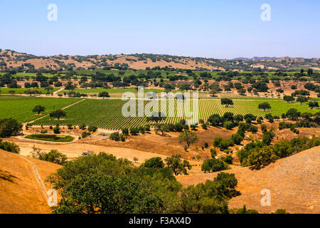 Vue paysage de la vigne dans la région de coeur FOXEN Canyon Wine Trail à Santa Barbara Comté de Californie Banque D'Images