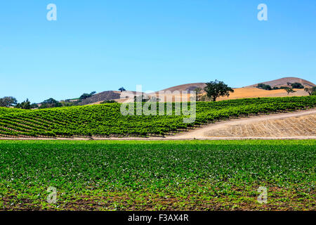 Vue sur les vignes dans la région de coeur FOXEN Canyon Wine Trail à Santa Barbara Comté de Californie Banque D'Images