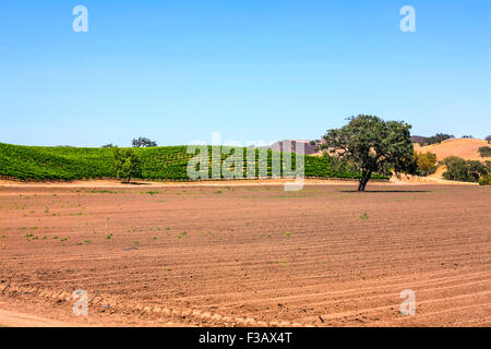 Vue sur les vignes dans la région de coeur FOXEN Canyon Wine Trail à Santa Barbara Comté de Californie Banque D'Images