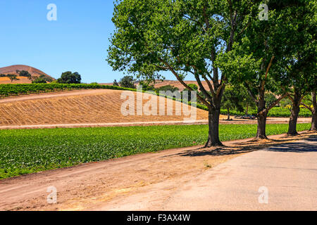 Vue sur les vignes dans la région de coeur FOXEN Canyon Wine Trail à Santa Barbara Comté de Californie Banque D'Images