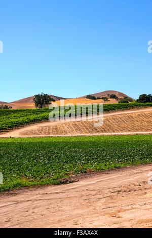 Vue sur les vignes dans la région de coeur FOXEN Canyon Wine Trail à Santa Barbara Comté de Californie Banque D'Images