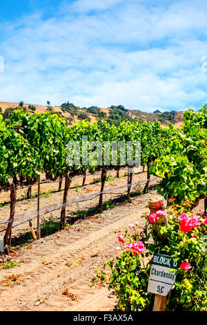 Parker en fasce vignes vignoble dans la région de coeur FOXEN Canyon Trai Vin Santa Barbara Comté de Californie Banque D'Images