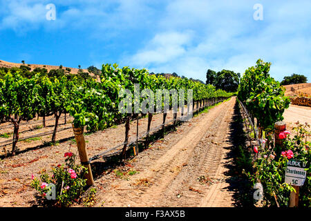 Parker en fasce vignes vignoble dans la région de coeur FOXEN Canyon Wine Trail à Santa Barbara Comté de Californie Banque D'Images