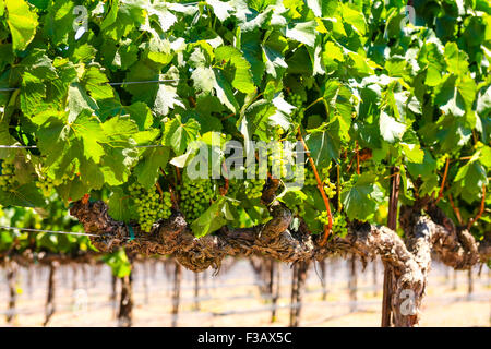 Parker en fasce vignes vignoble dans la région de coeur FOXEN Canyon Trai Vin Santa Barbara Comté de Californie Banque D'Images