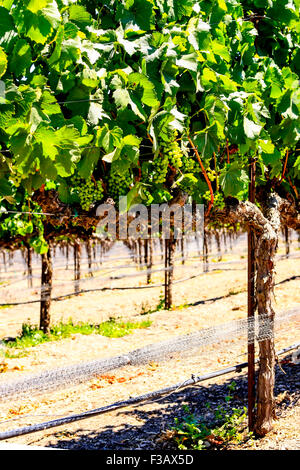 Parker en fasce vignes vignoble dans la région de coeur FOXEN Canyon Trai Vin Santa Barbara Comté de Californie Banque D'Images