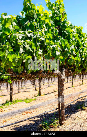 Parker en fasce vignes vignoble dans la région de coeur FOXEN Canyon Trai Vin Santa Barbara Comté de Californie Banque D'Images