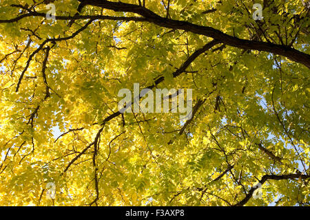 Robinia pseudoacacia frisia tree close up Banque D'Images
