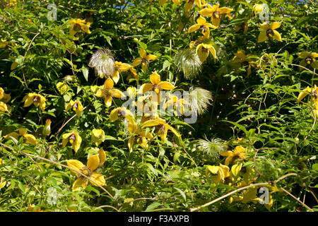 Clématites tangutica avec têtes de graine Banque D'Images