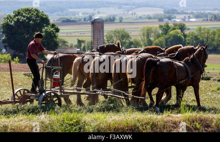 Équipe de six chevaux tirant la presse à balles de foin Amish Country Lancaster Pennsylvanie États-Unis Banque D'Images