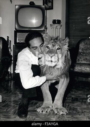 21 décembre 1965 - Giuseppe Russo un hôtelier qui vit à Piano di Sorrento près de Naplea a une extraordinaire animal vivant avec lui dans la belle villa dans la rue principale de Piano di Sorrento, Kilord et lion africain avec un grondement comme l'introduction d'un film, il Goldwyn-Layer Latro est un lion qui aime la crème glacée, qui dans la baignoire au kes salle de bains familiale et qui est devenu le membre le plus important de la famille Russo. Giuseppe Russo vu Lilord quand il a été suele quatre jours dans un zoo ; il l'a acheté et l'a pris accueil Giuseppe Russo dit Lilord sera toujours avec nous et nous n'aurions jamais penser à par Banque D'Images