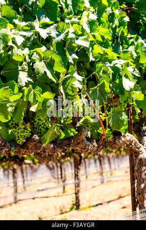Parker en fasce vignes vignoble dans la région de coeur FOXEN Canyon Trai Vin Santa Barbara Comté de Californie Banque D'Images