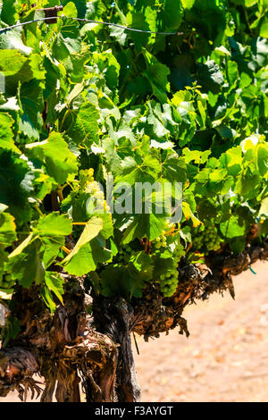 Parker en fasce vignes vignoble dans la région de coeur FOXEN Canyon Trai Vin Santa Barbara Comté de Californie Banque D'Images