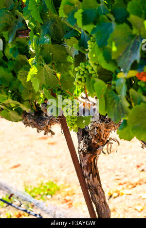 Parker en fasce vignes vignoble dans la région de coeur FOXEN Canyon Trai Vin Santa Barbara Comté de Californie Banque D'Images