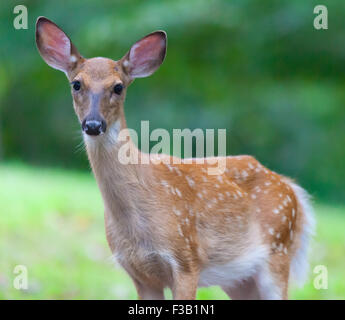 Jeune cerf de Virginie (Odocoileus virginianus) à l'appareil photo Banque D'Images