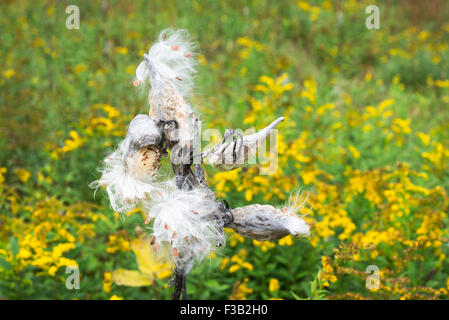 Les gousses d'asclépiades burst pour libérer leurs graines dans un champ vert avec des fleurs jaune or. Banque D'Images