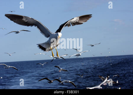 Vol de mouettes en Australie, le sud de l'Ocean Banque D'Images