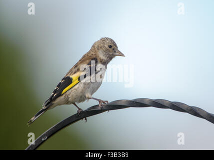 Verdier (Carduelis chloris) - jeunes perchés sur un metal crook, Norwich, Norfolk, Angleterre Banque D'Images